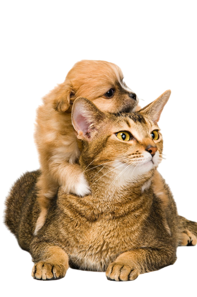 动物狗猫小动物高清PNG透明免扣设计素材免费下载