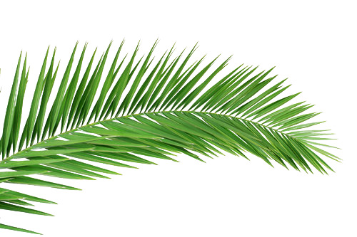 棕榈叶植物高清PNG透明漂浮元素设计素材免费下载