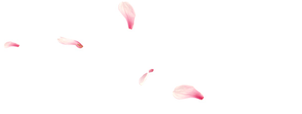 粉色漂浮泡泡花瓣高清PNG透明设计素材免费下载