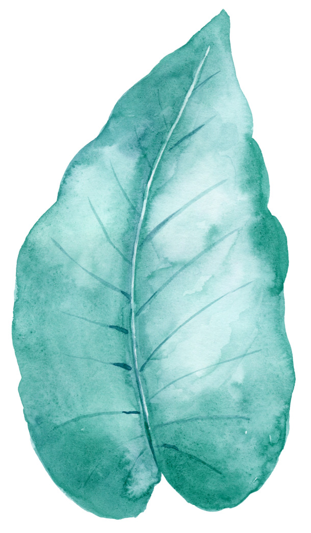 手绘绿色叶子插画高清PNG透明植物装饰设计素材免费下载