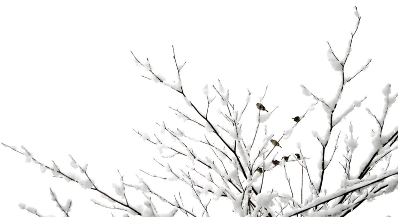 挂雪树枝麻雀圣诞节高清PNG透明节日素材免费下载
