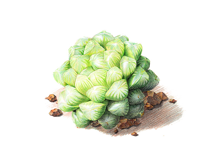 玉露高清PNG透明植物装饰元素设计素材免费下载