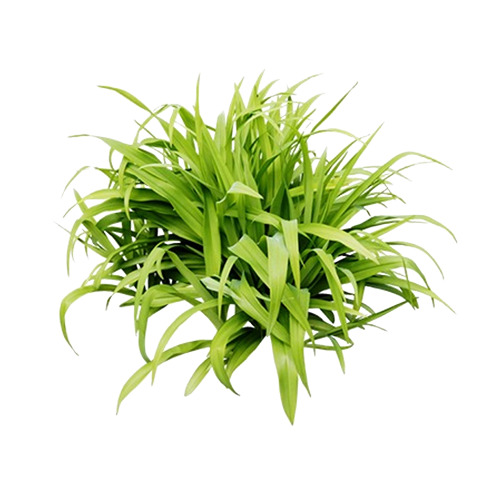 绿草高清PNG透明图片-植物装饰元素设计素材免费下载