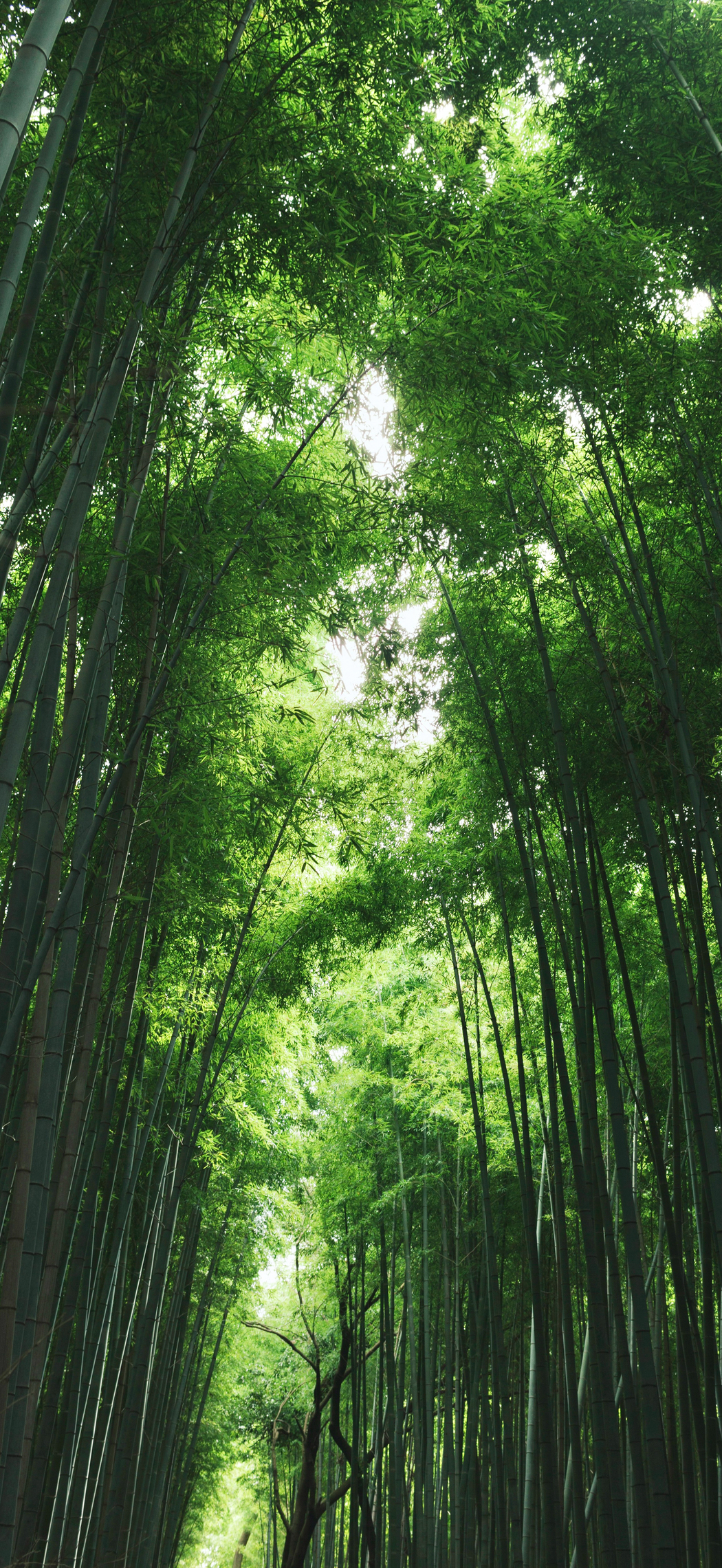 绿色竹林竹海4K高清护眼手机壁纸1768x3840免费下载 绿色竹林竹海4K高清护眼手机壁纸1768x3840免费下载