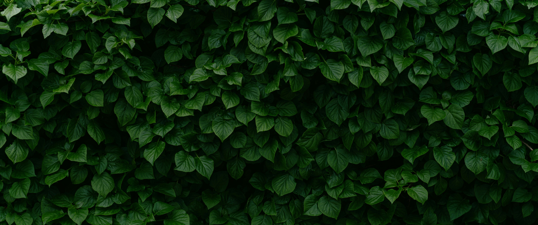 茂密绿叶墙护眼带鱼屏4K超清壁纸3440x1440免费下载