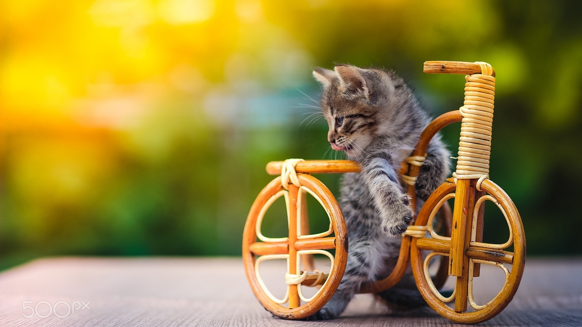 自行车玩具与小猫，精选桌面壁纸，动物主题免费下载