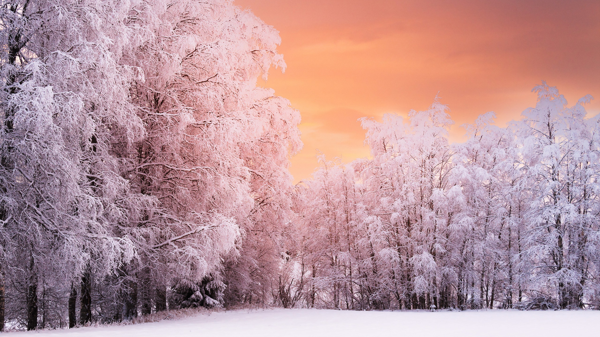 冬日雪景，树木银装，自然风景桌面壁纸免费下载
