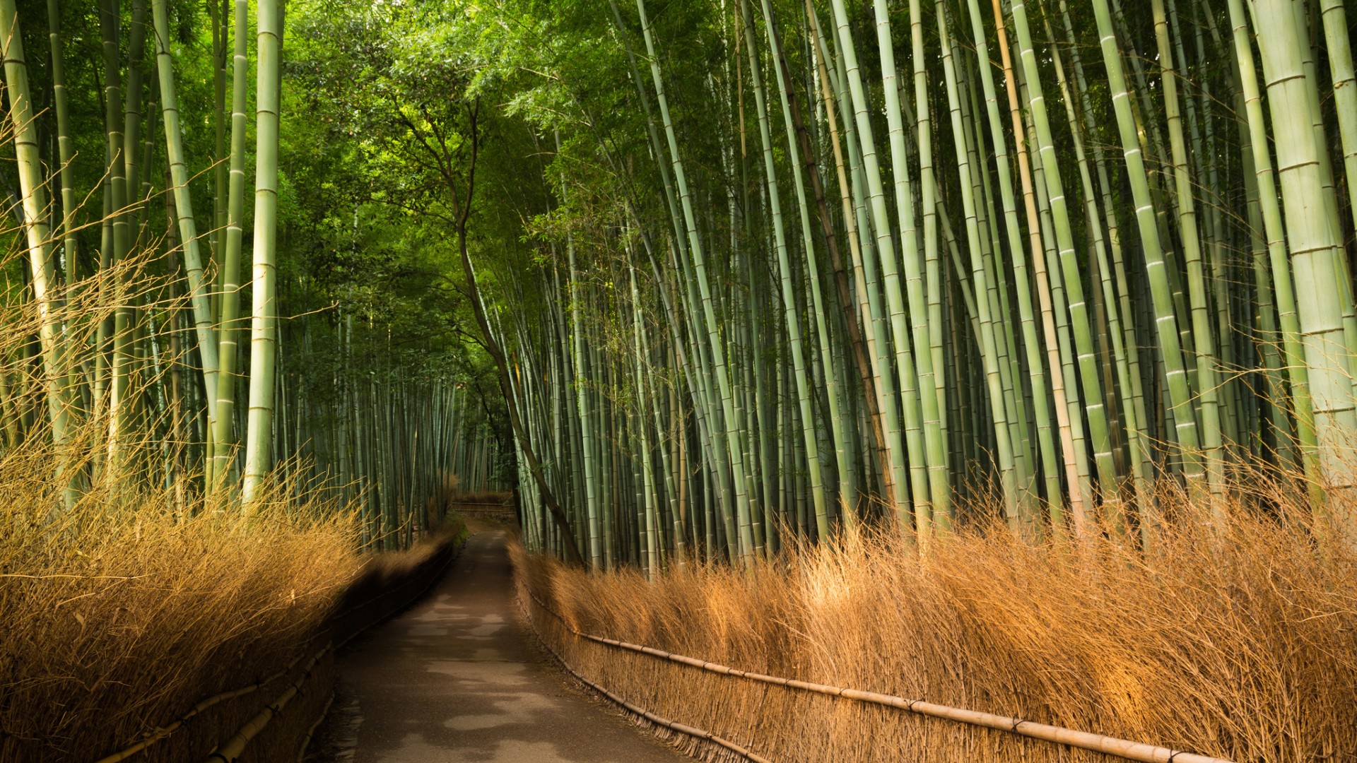 日本京都竹林小径自然美景，高清桌面壁纸免费下载