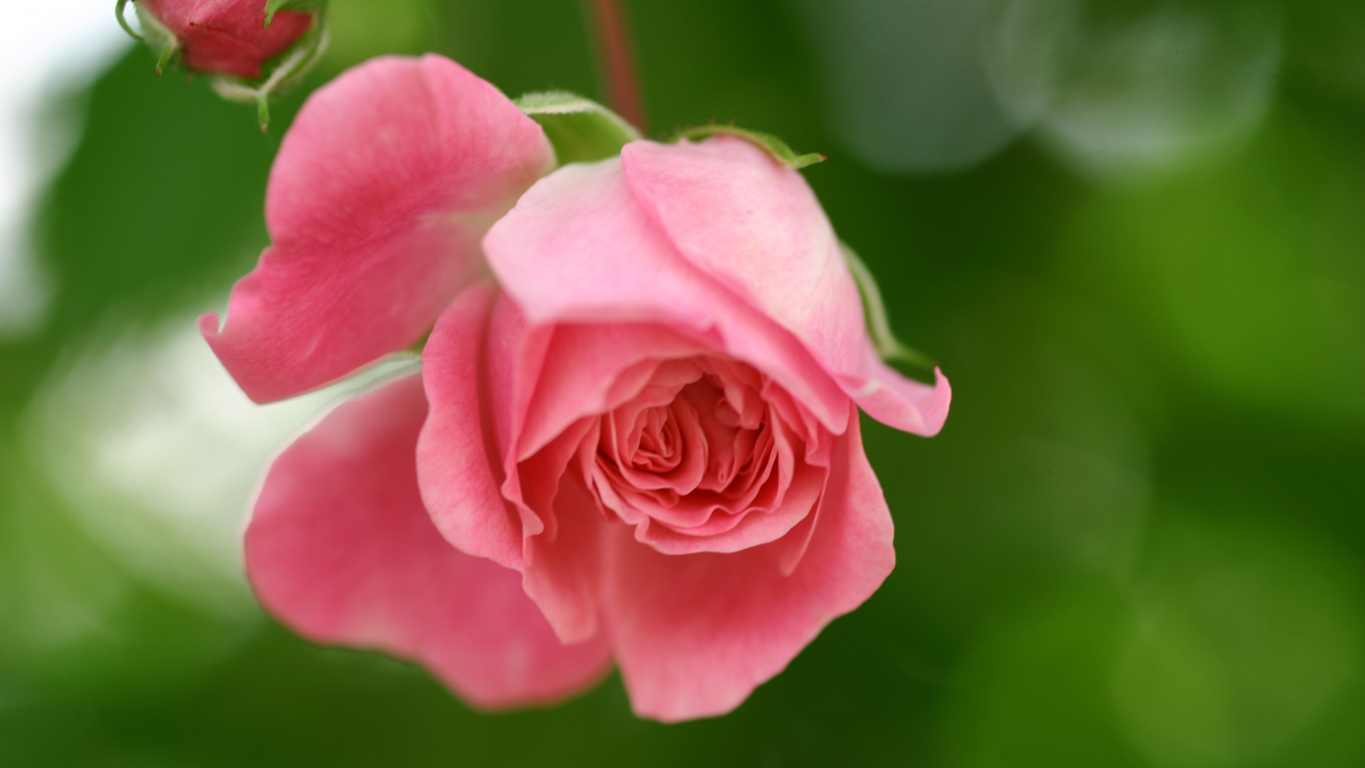 玫瑰，粉红，花，花瓣，花蕾，绿色背景，护眼，桌面壁纸