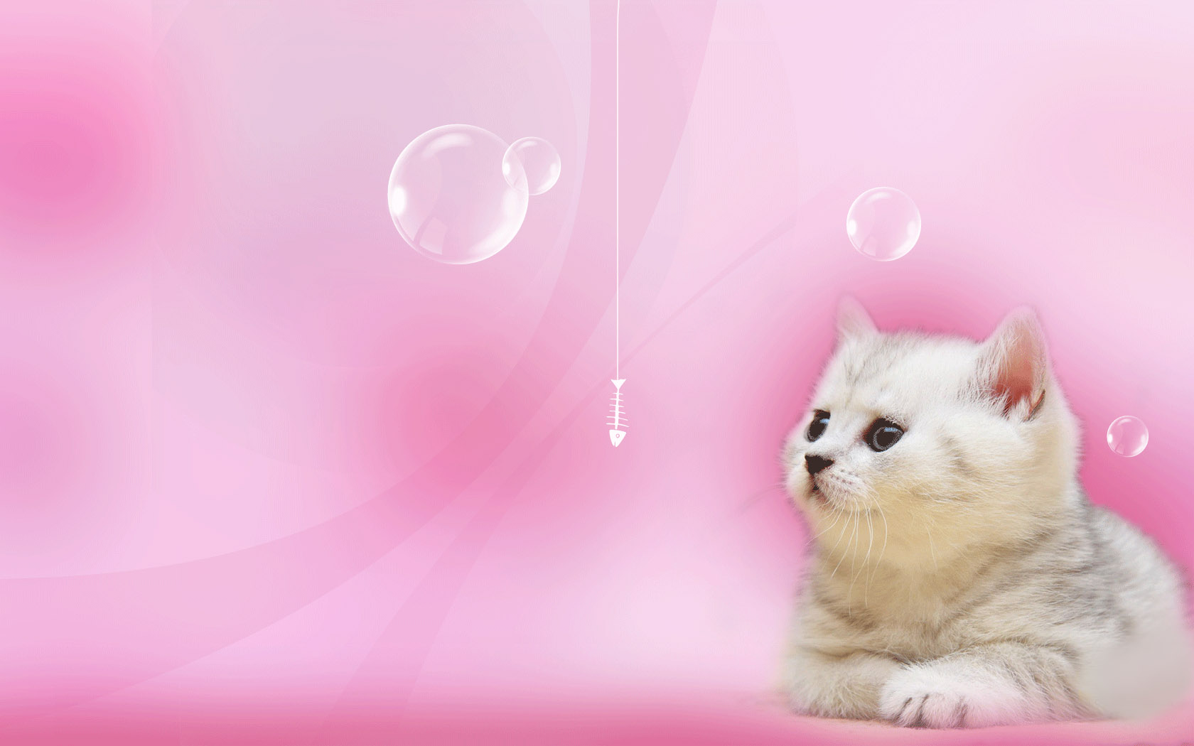 可爱小猫咪高清壁纸，免费电脑壁纸下载，精选美图任你挑！