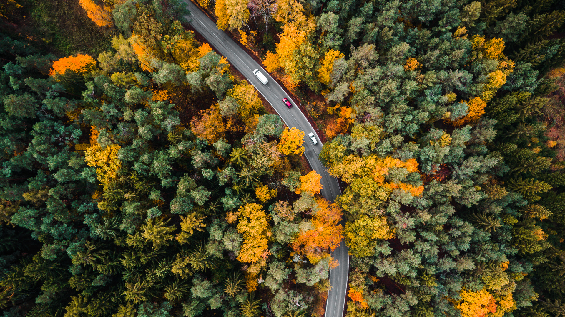 秋天树林路航空摄影风景壁纸