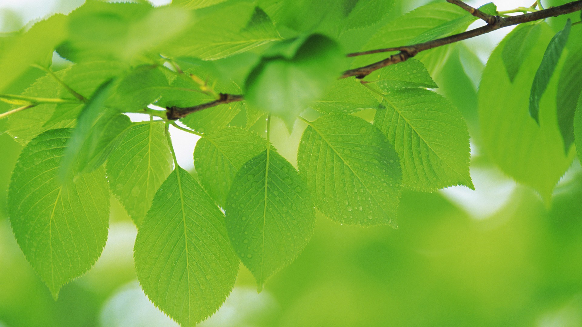 夏日绿意，免费下载叶子与绿色树叶精美桌面壁纸，尽享自然风景之美