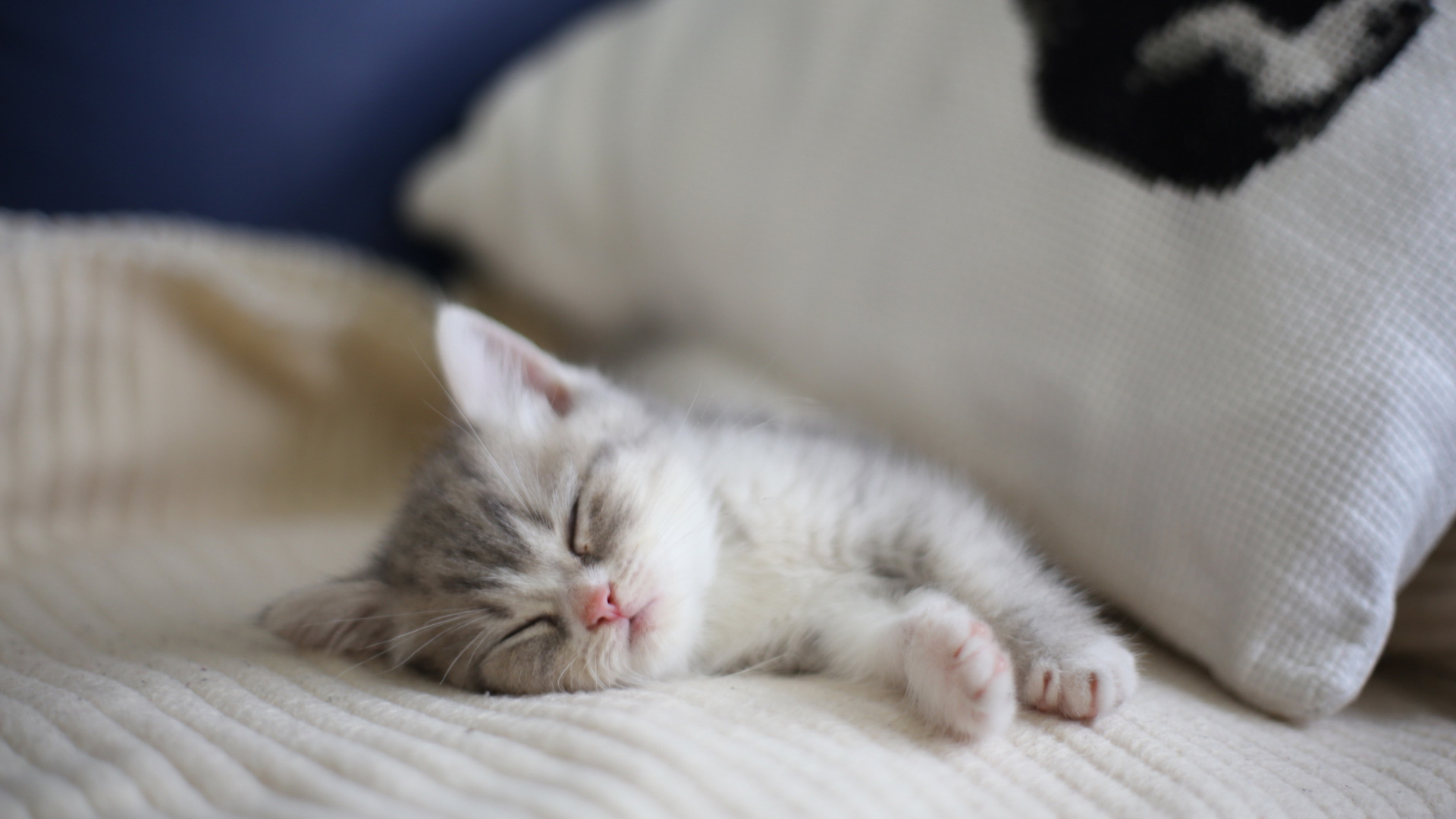 小猫惬意睡眠图，房子中的温馨瞬间，免费动物桌面壁纸下载
