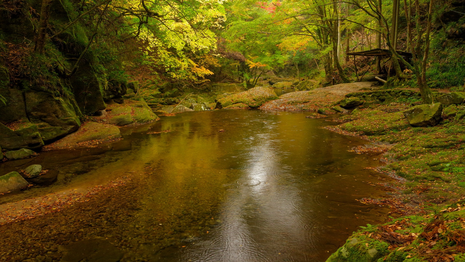 秋日森林画卷，树木与小溪美景，免费高清电脑壁纸下载
