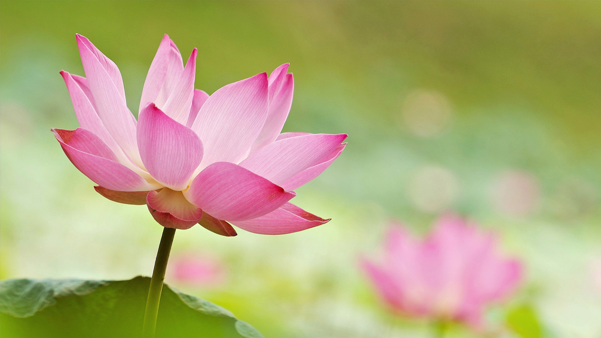 粉色莲花花瓣桌面壁纸，精选花卉图案，免费下载电脑背景图