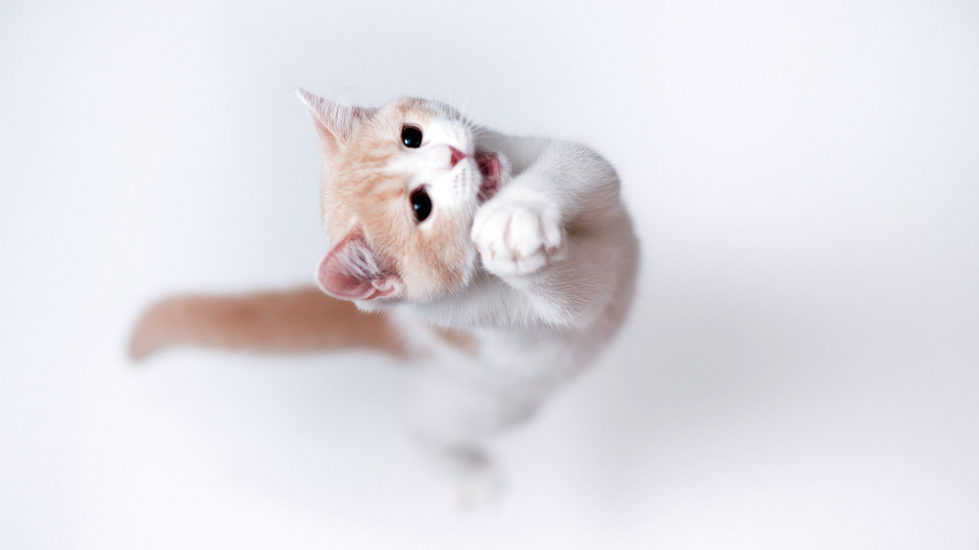 可爱猫咪宽屏壁纸，精选动物主题，免费电脑桌面背景下载