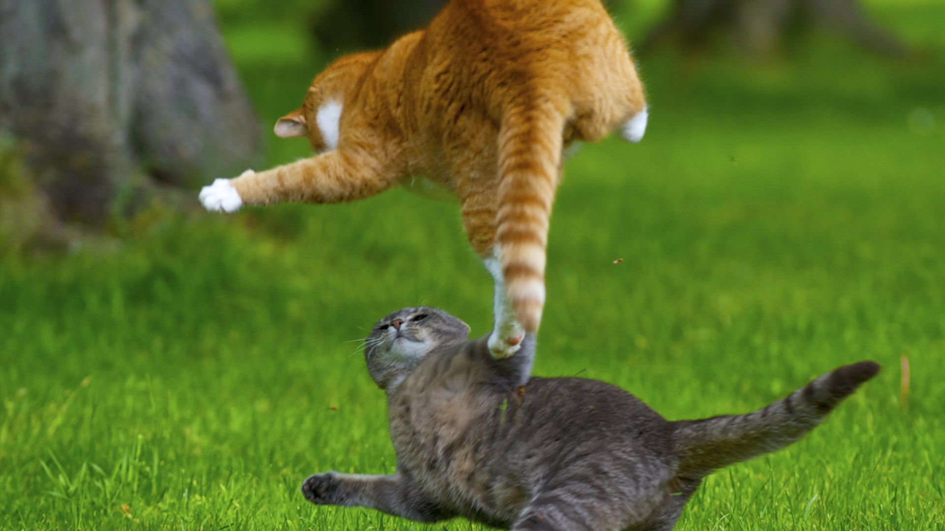 飞猫在天桌面壁纸