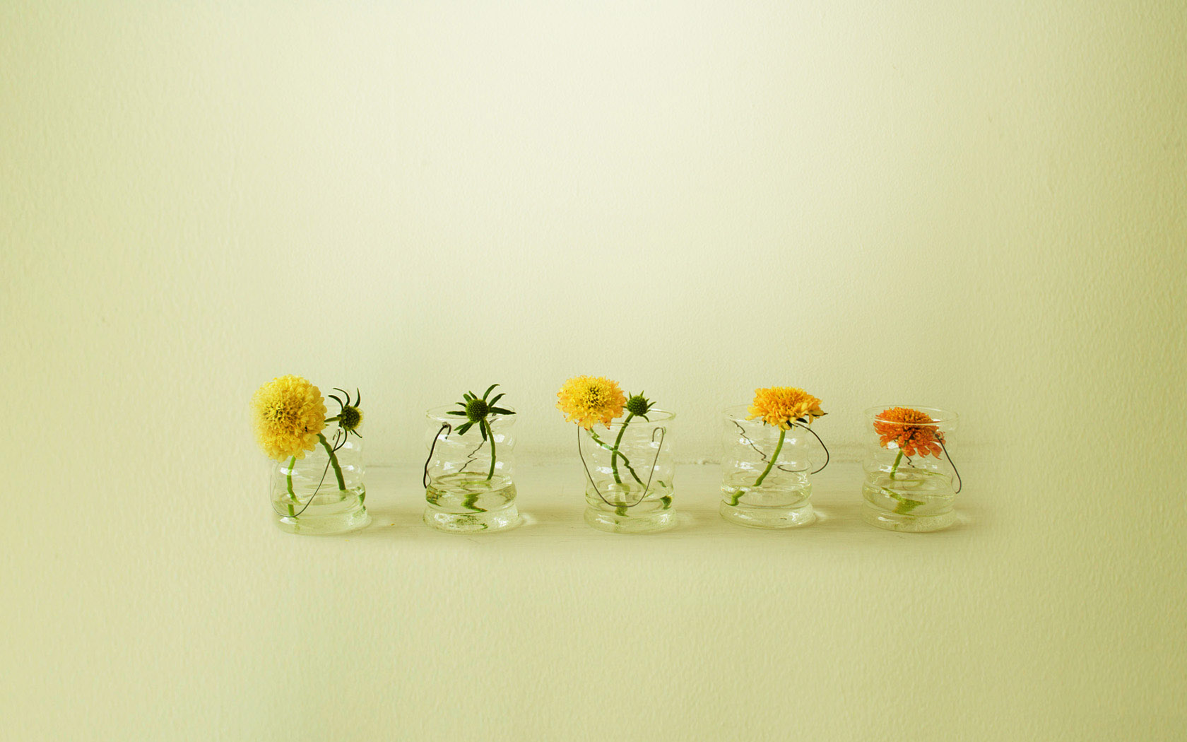 小雏菊花卉壁纸，精选免费电脑壁纸下载