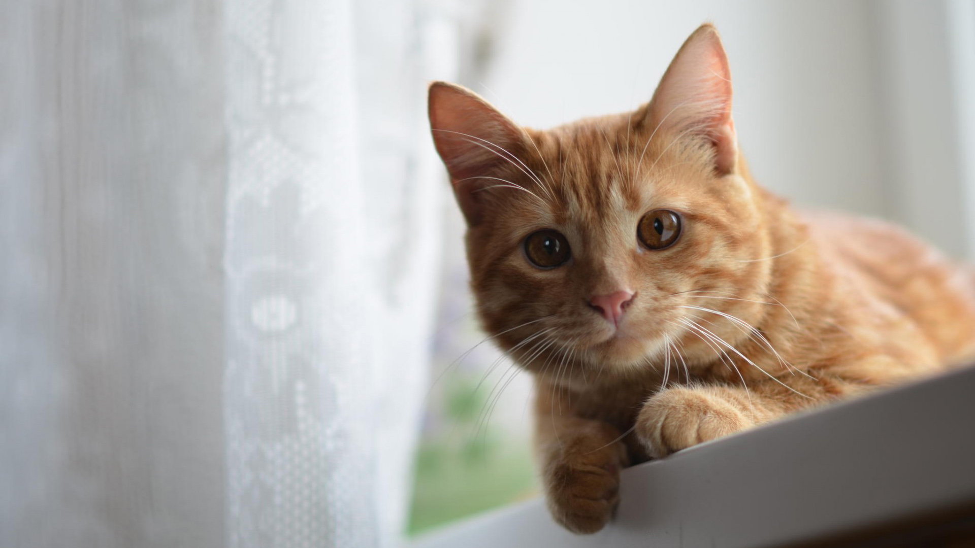 可爱小黄猫壁纸，细腻毛发与胡须，免费下载动物电脑壁纸