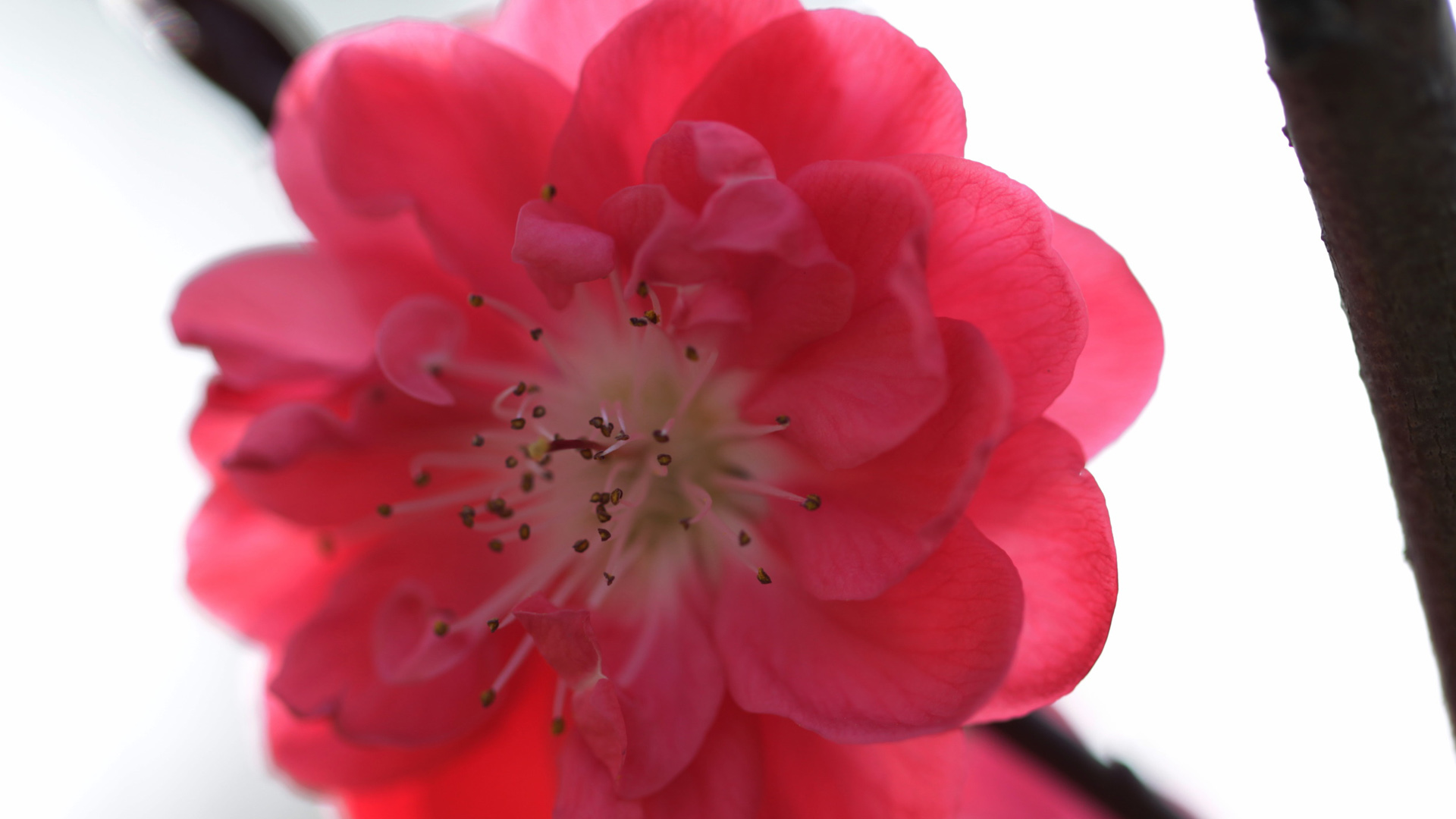 红色梅花桌面壁纸，精选花卉电脑壁纸免费下载