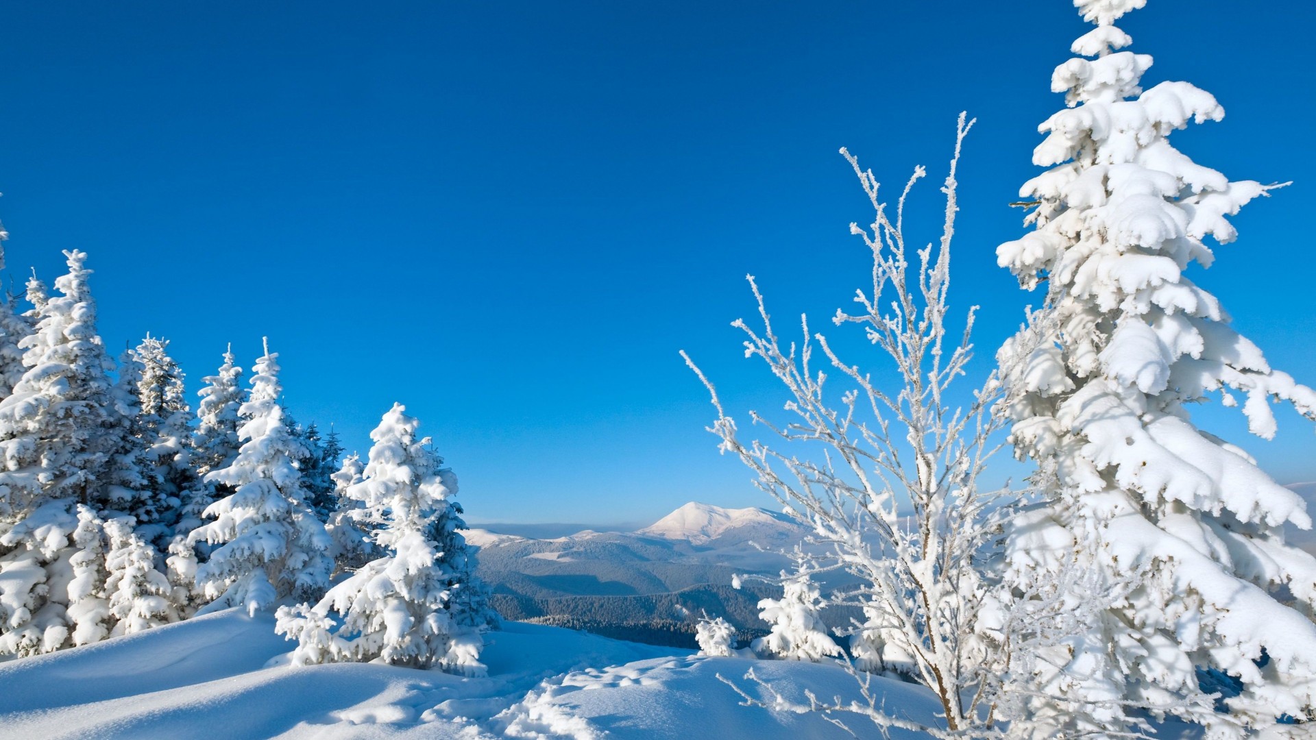 冬日雪景如画，绝美大雪覆盖下的树木，免费高清电脑壁纸下载