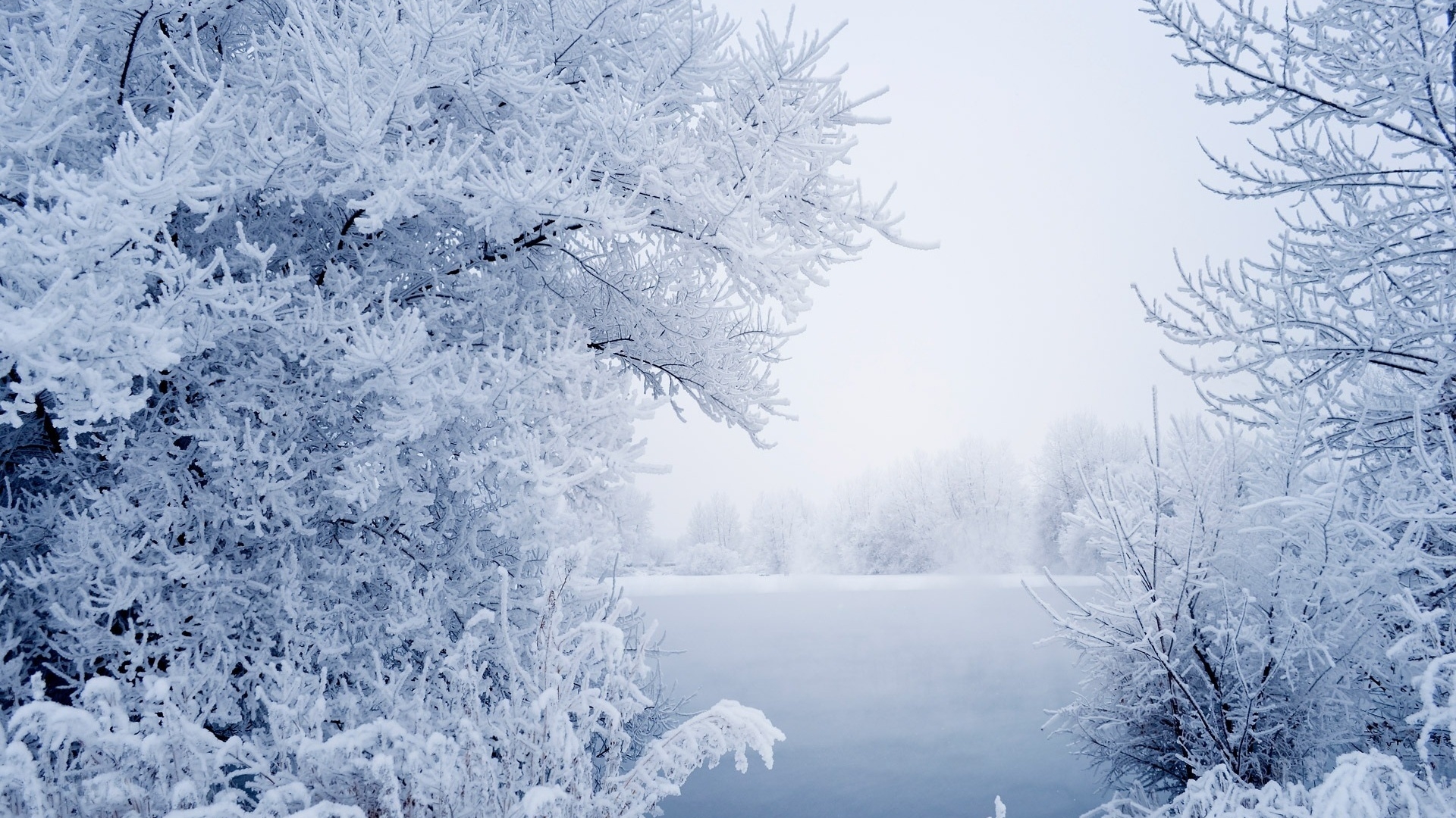 冬日雾凇雪景，高清桌面壁纸免费下载，打造白茫茫的冬天景色