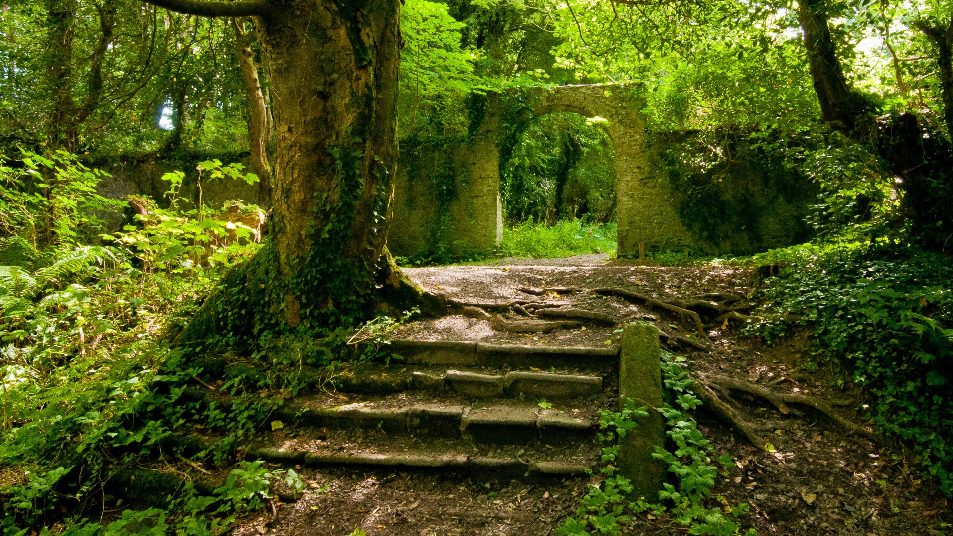 夏日原始森林风情，树影婆娑，石阶旧墙，绝美风景壁纸免费下载