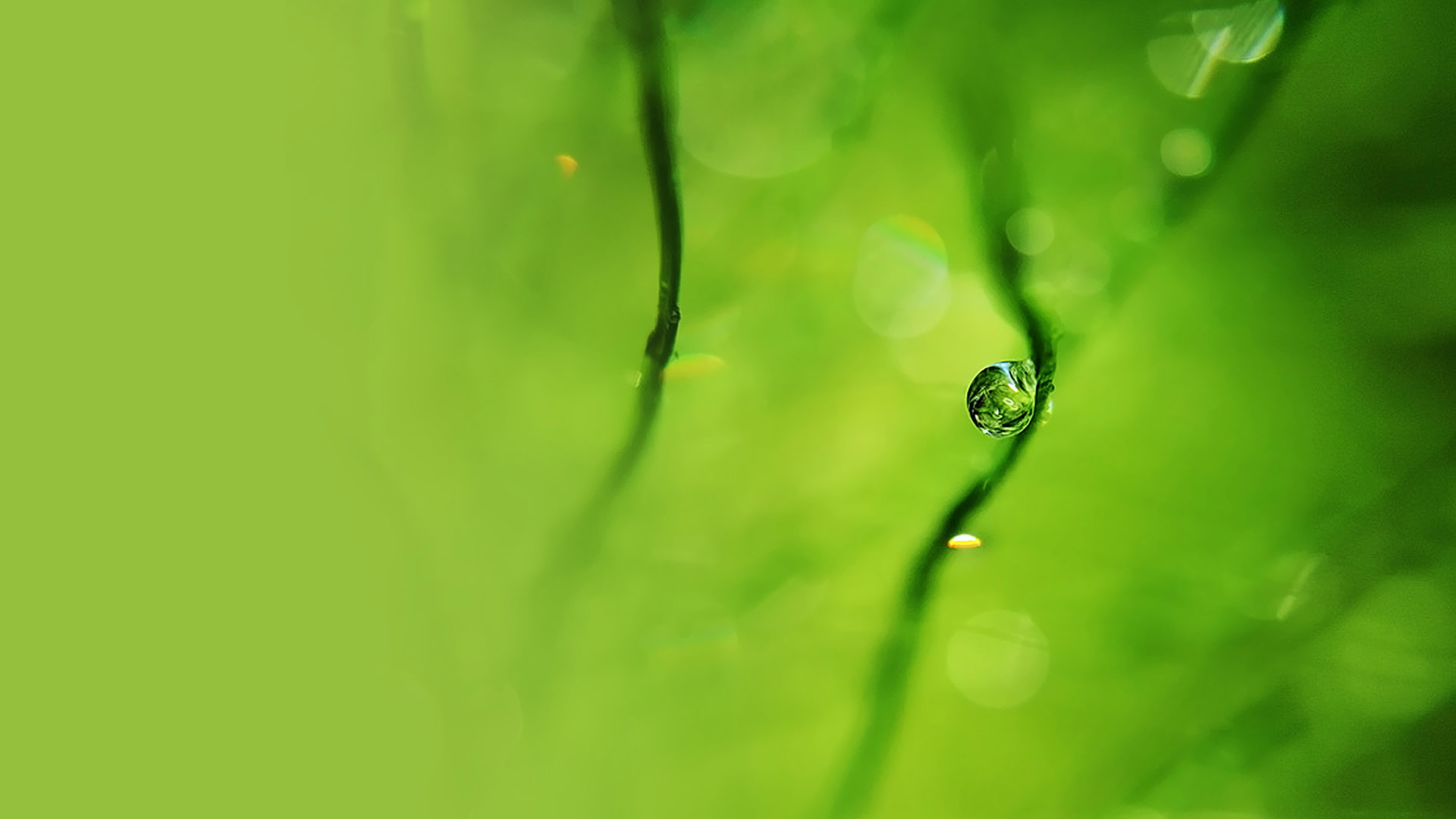 晶莹水珠桌面壁纸，护眼美景，免费下载