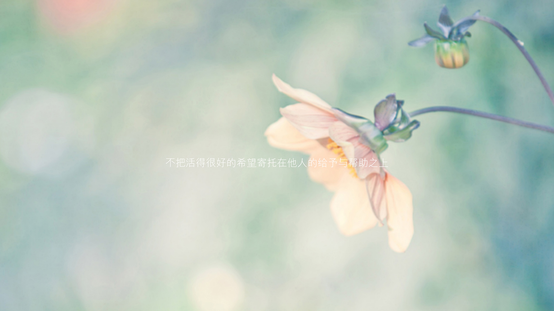 独立自强，不依赖他人施舍，文字壁纸设计，免费下载
