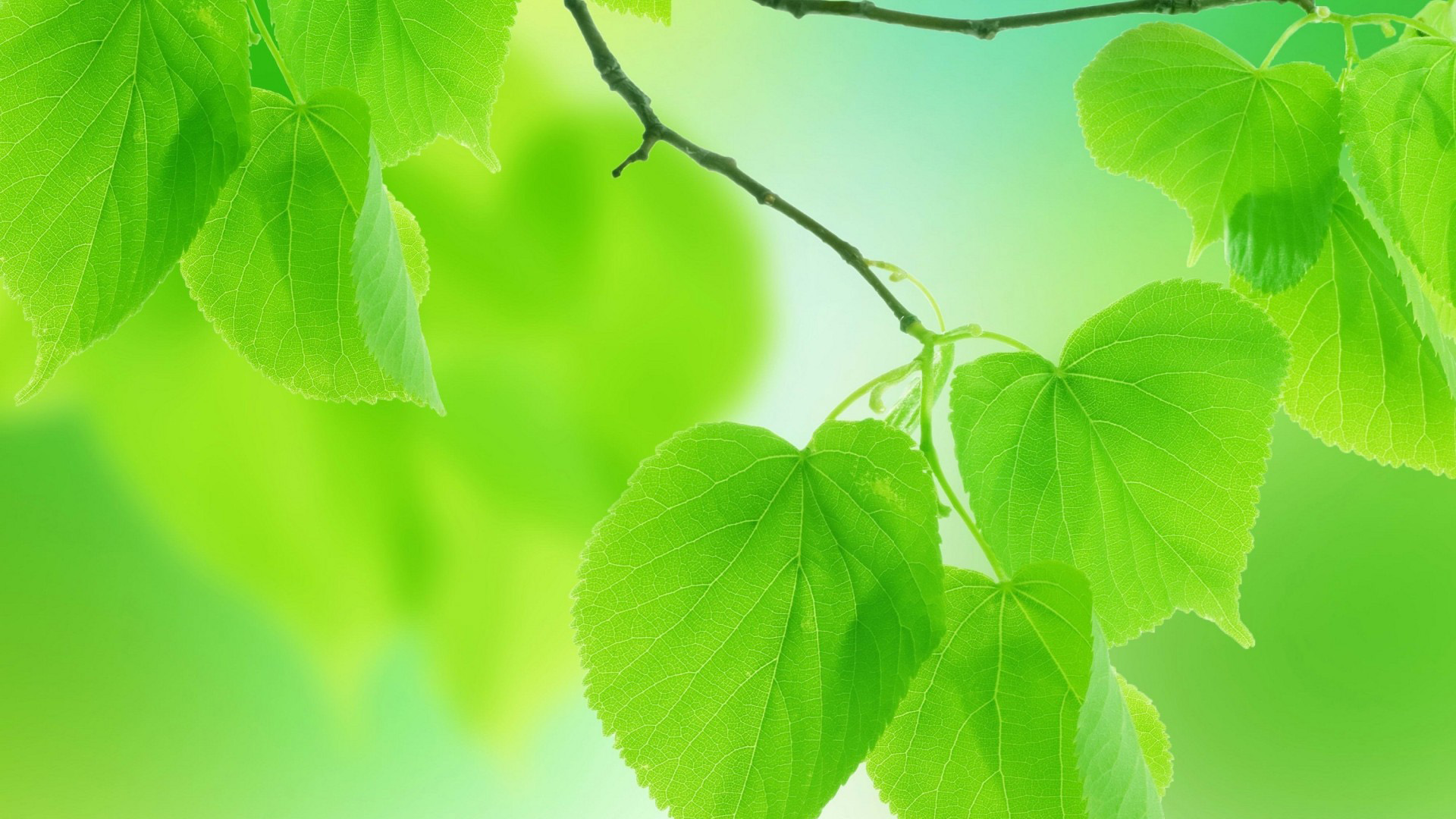 绿色的树叶,花瓣,养眼护眼桌面壁纸