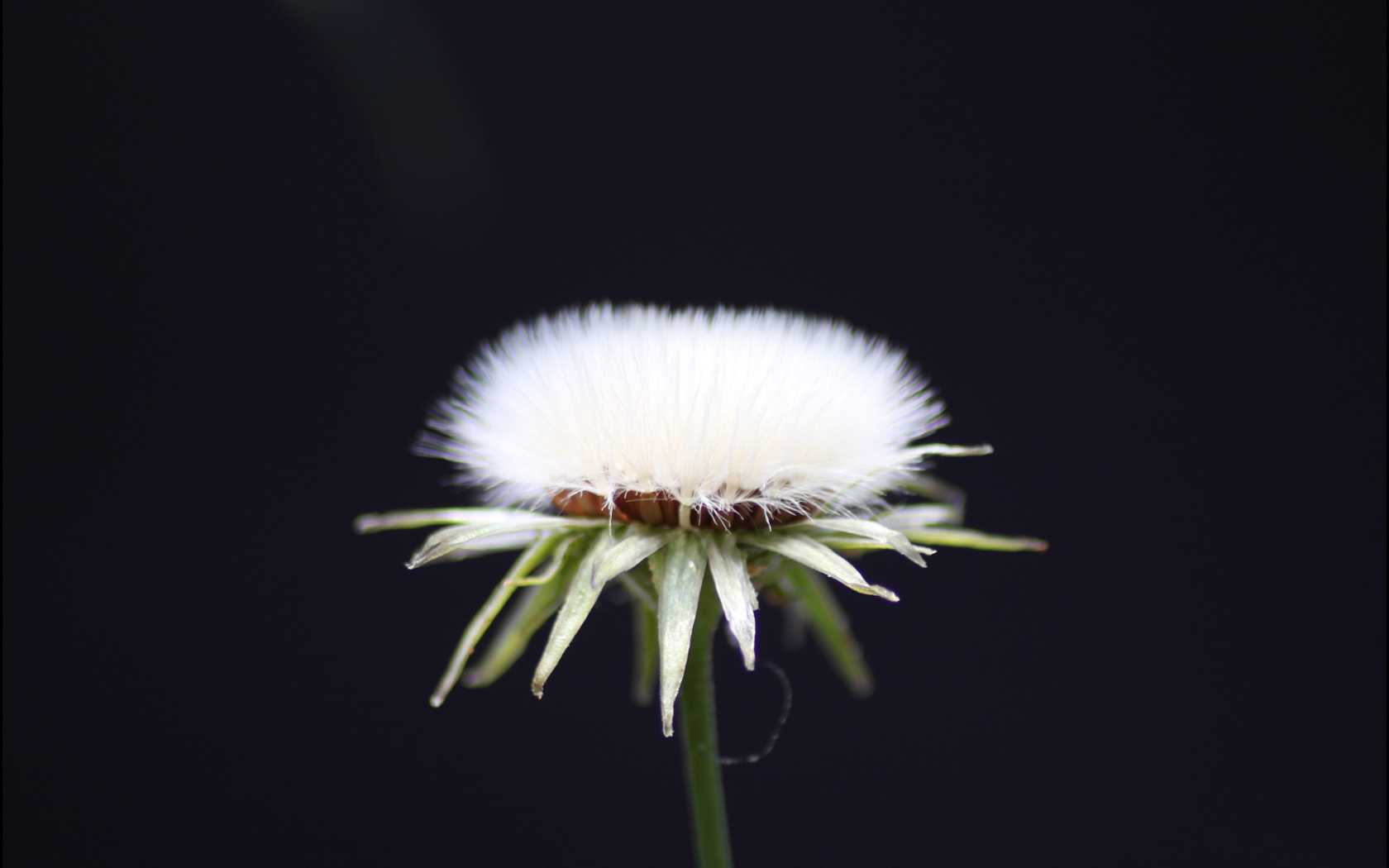 白色棉花花卉桌面壁纸，免费电脑壁纸高清下载