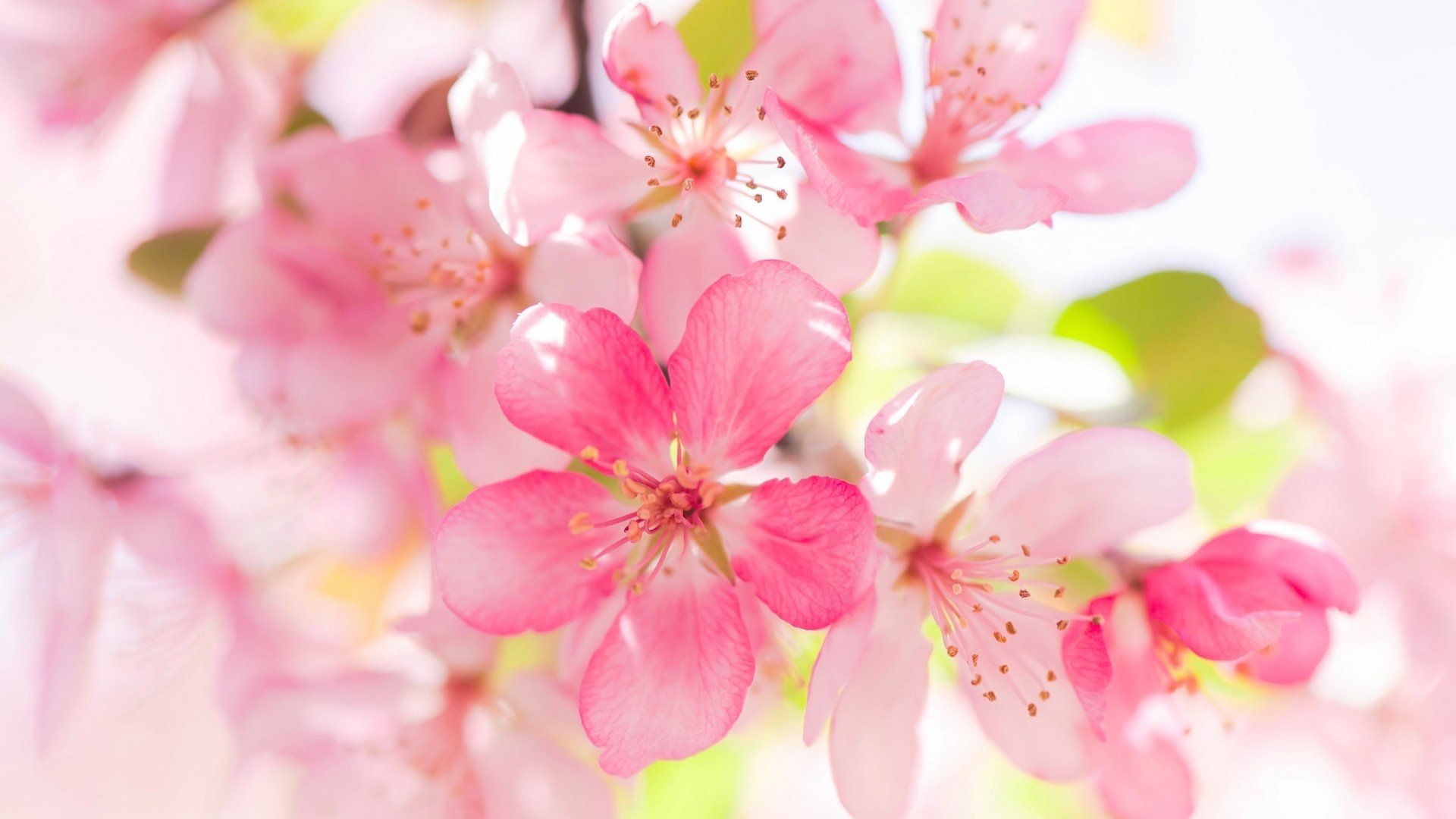 苹果花高清壁纸