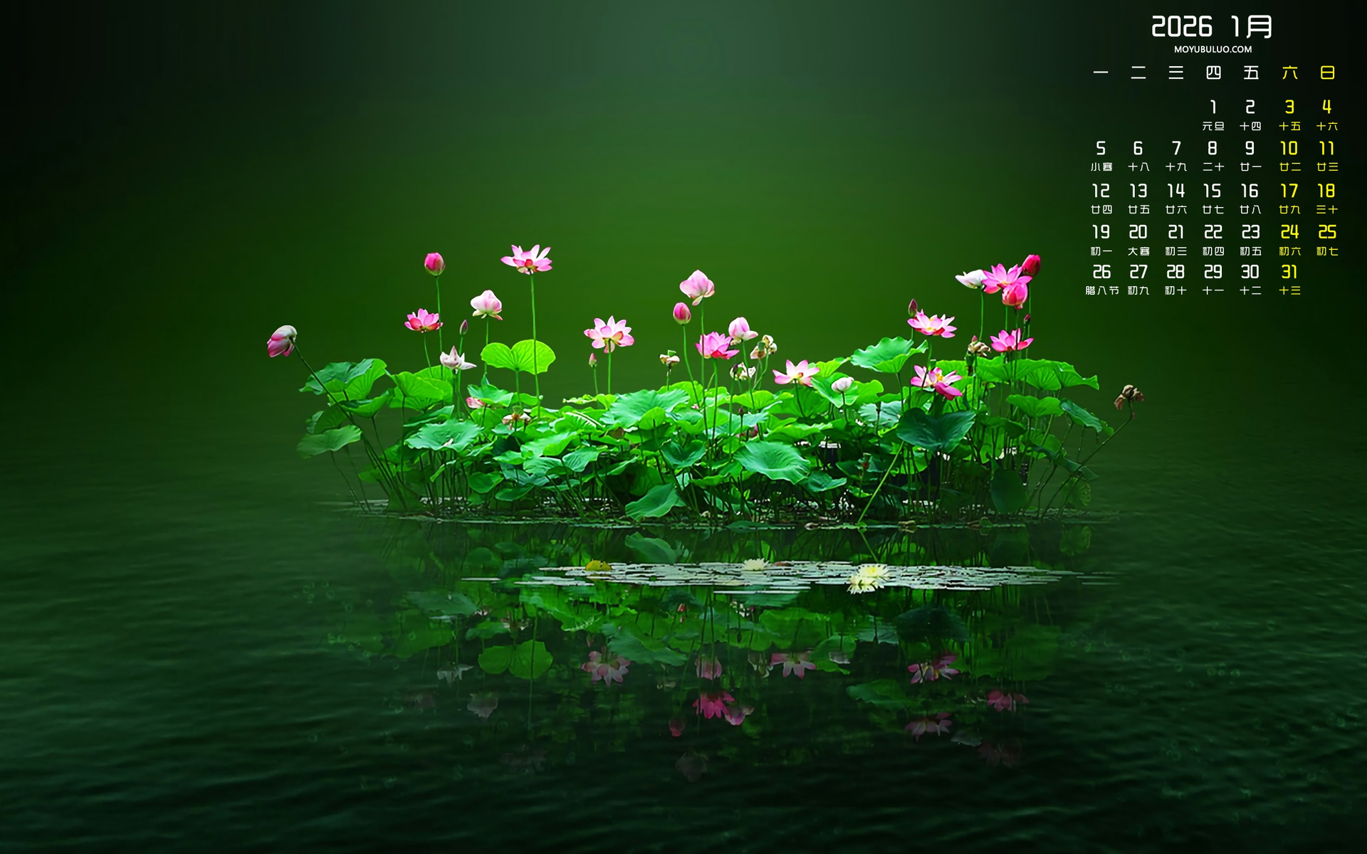 荷花2026年1月日历免费电脑壁纸下载