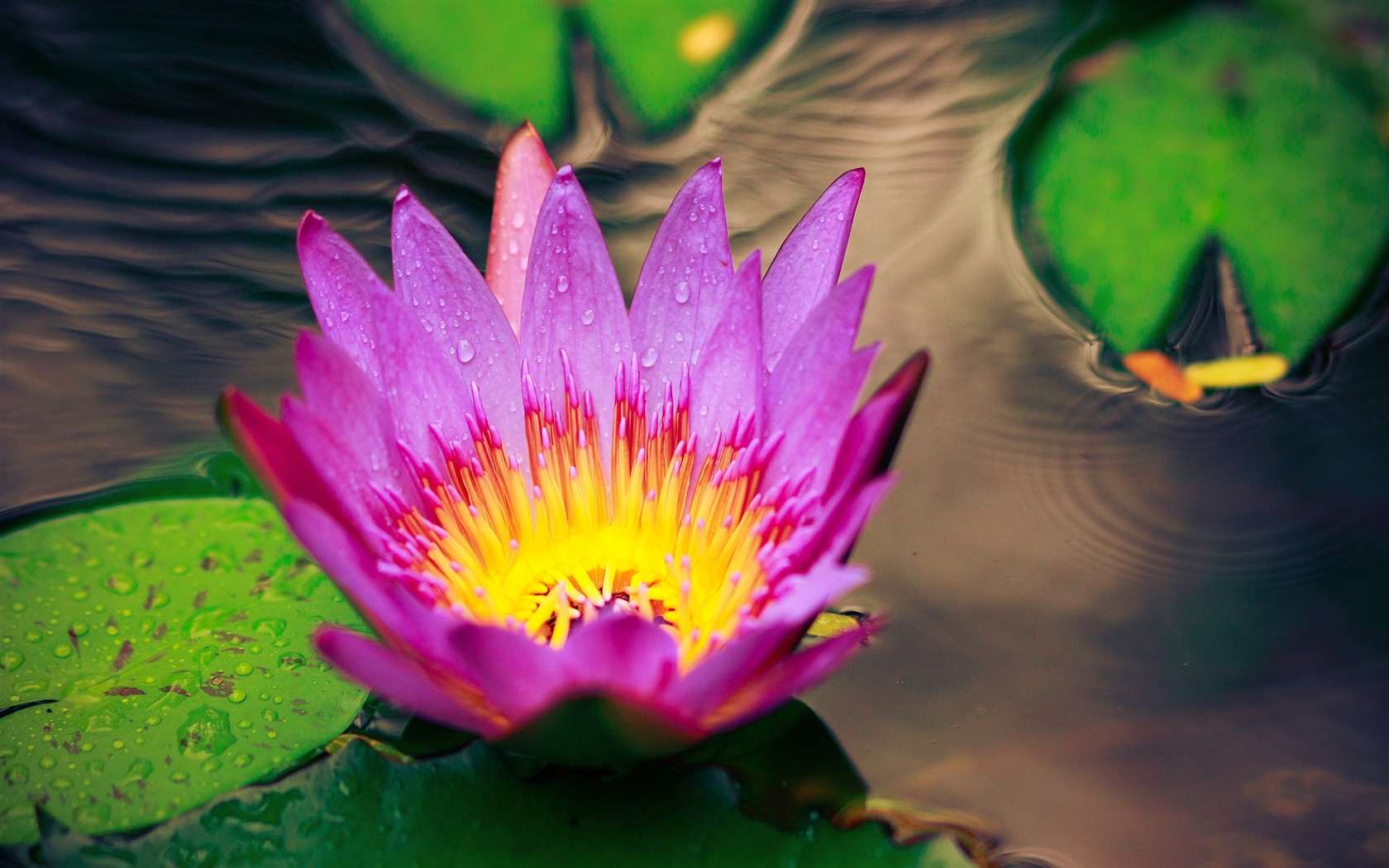 免费下载莲花花卉桌面壁纸，精选高清电脑背景图