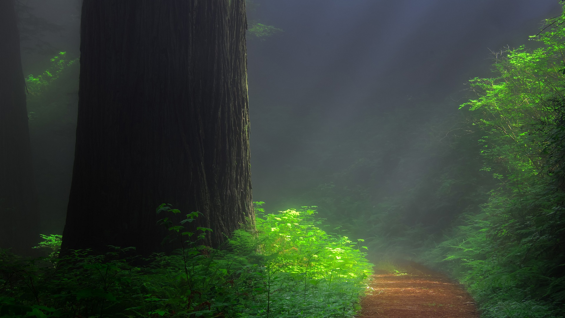森林红杉美景，红木小径，绿意盎然，自然风景桌面壁纸免费下载