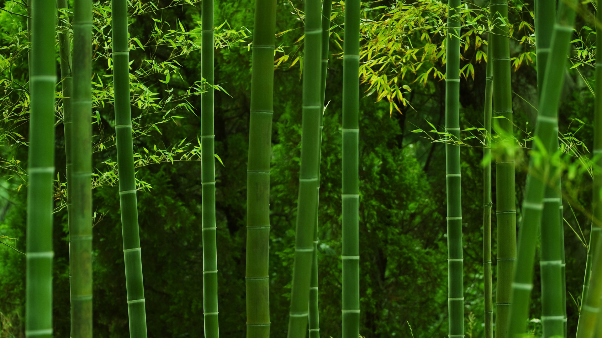 唯美的绿竹林摄影风景桌面壁纸