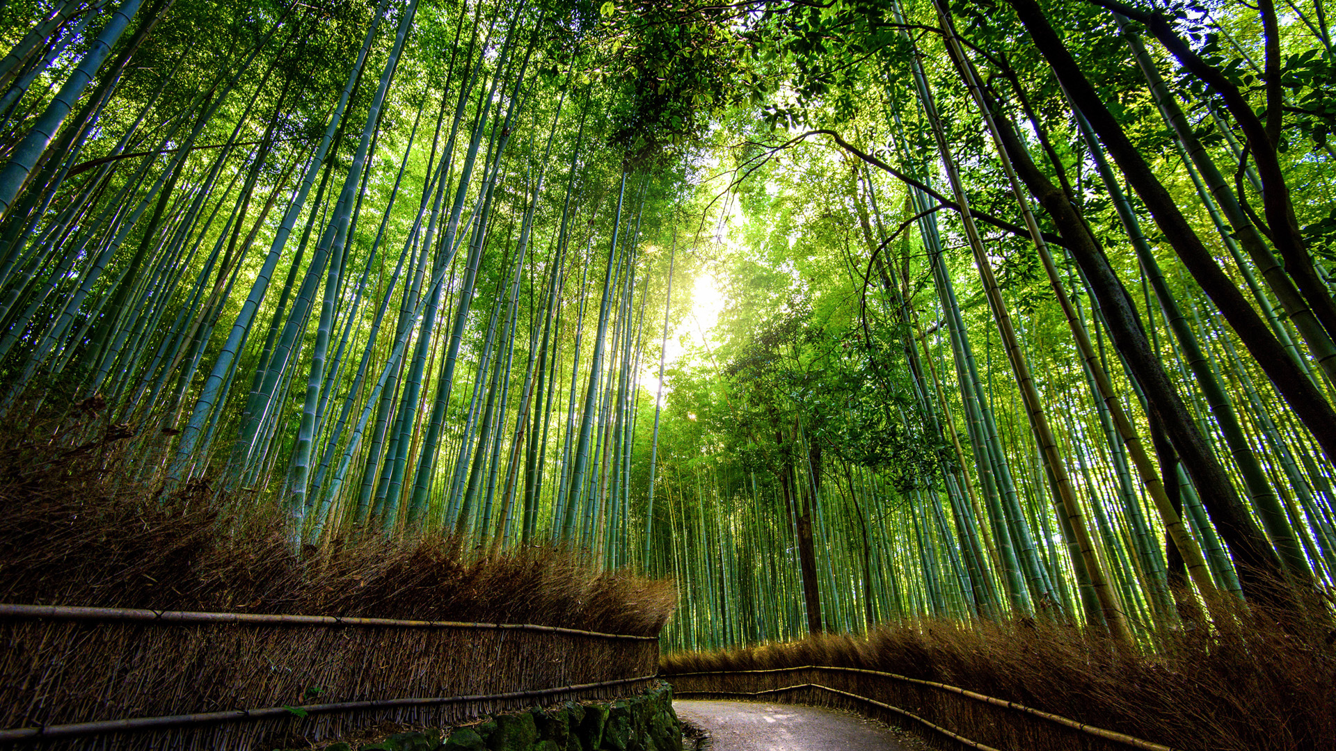 日本京都翠竹如画，绝美绿色竹林风景电脑壁纸免费下载