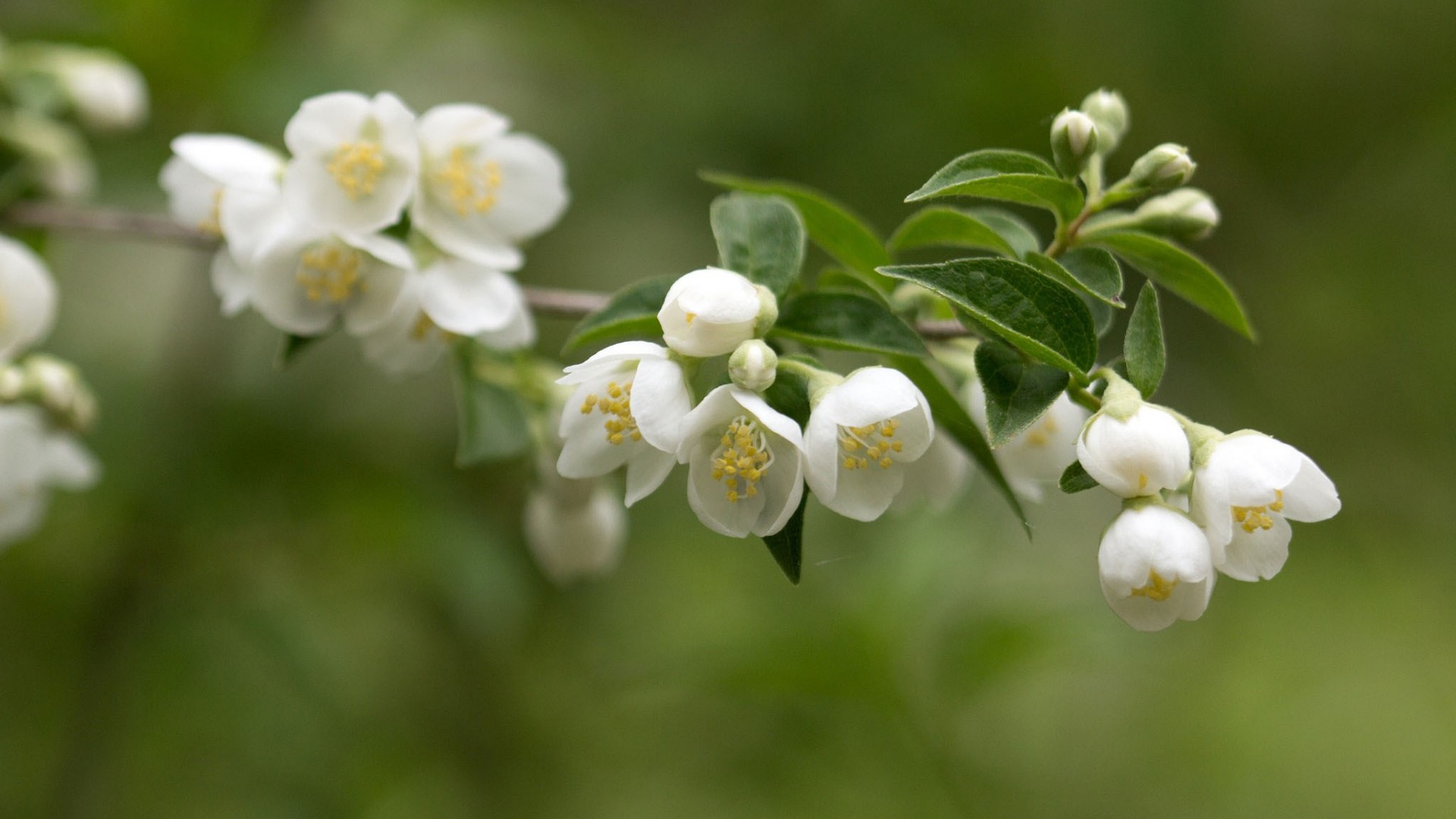 茉莉花高清壁纸，精选花卉电脑壁纸，免费下载