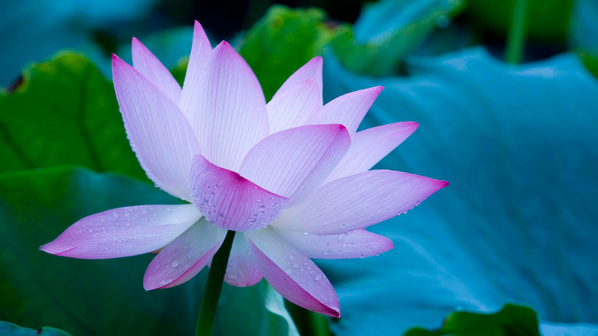 美丽莲花壁纸，花瓣叶子高清桌面背景，免费下载