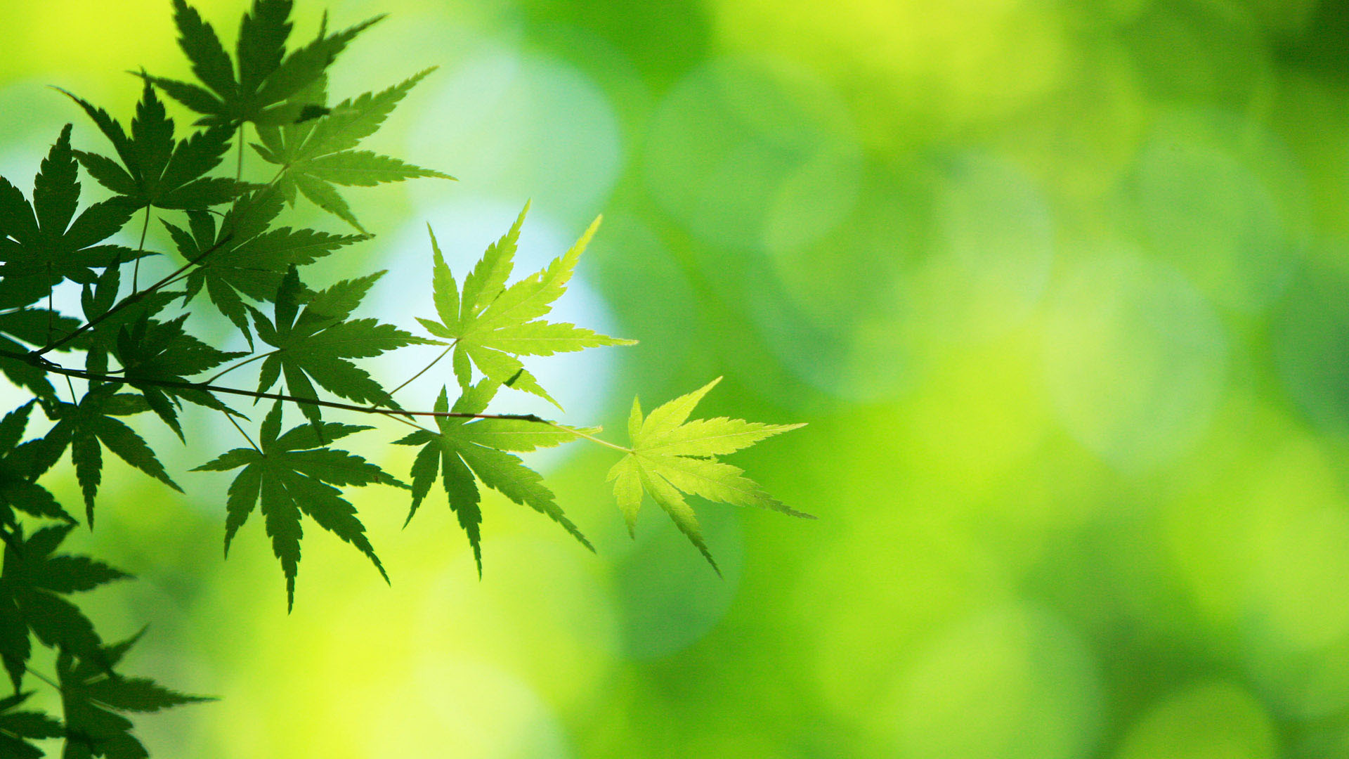 免费下载养眼绿色宽屏风景壁纸，美化您的电脑桌面！