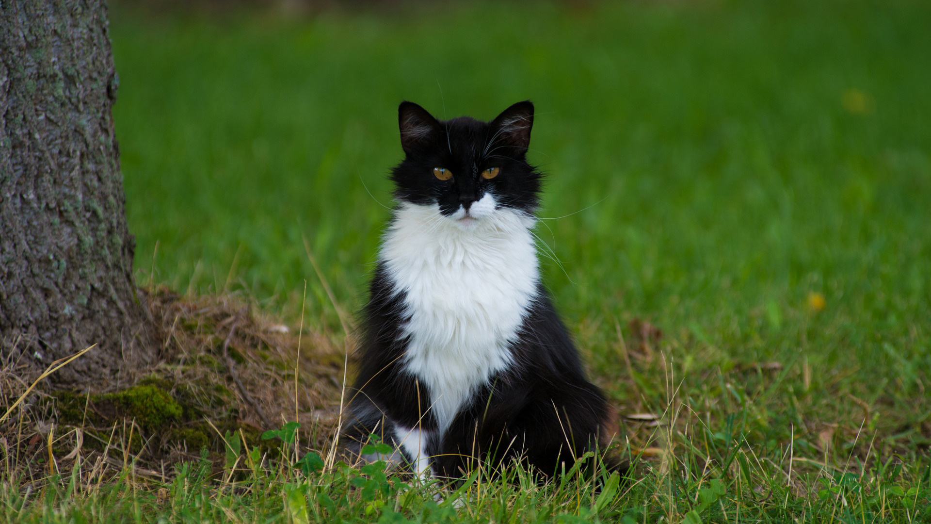 猫，黑白色的猫猫，蹲着，席地而坐，眼神，绿色草地，可爱动物壁纸
