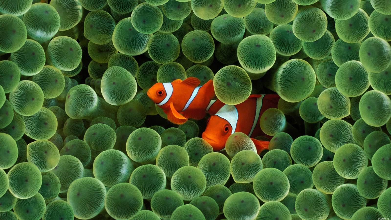 海底世界电脑屏保壁纸