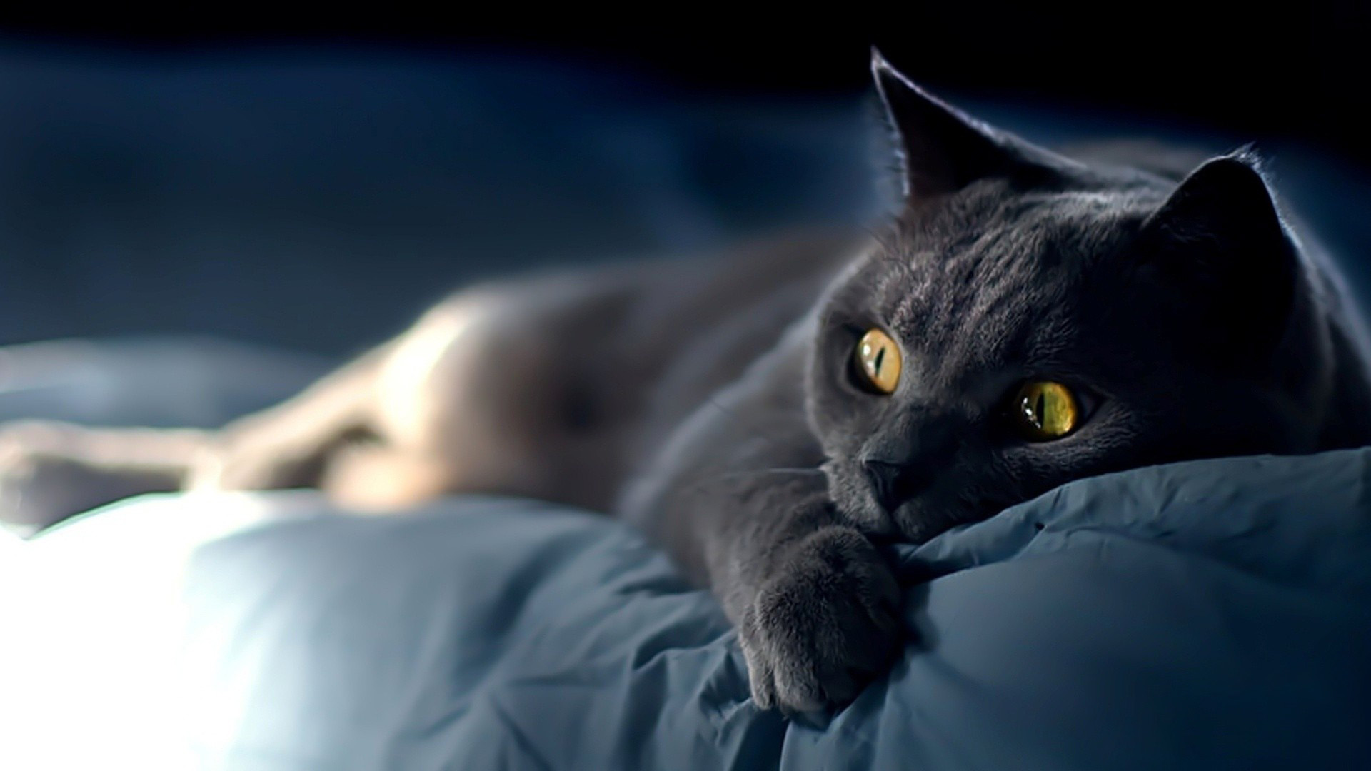 小黑猫桌面壁纸，懒懒萌宠，免费下载电脑壁纸