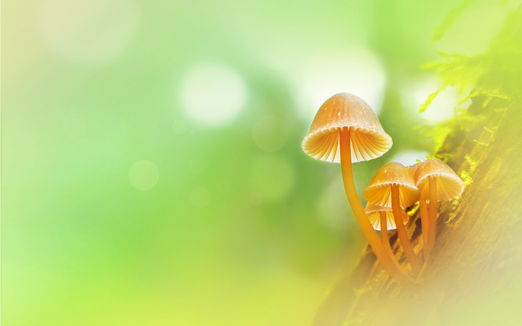心怡蘑菇桌面壁纸，绝美风景，免费下载，装点你的电脑桌面！