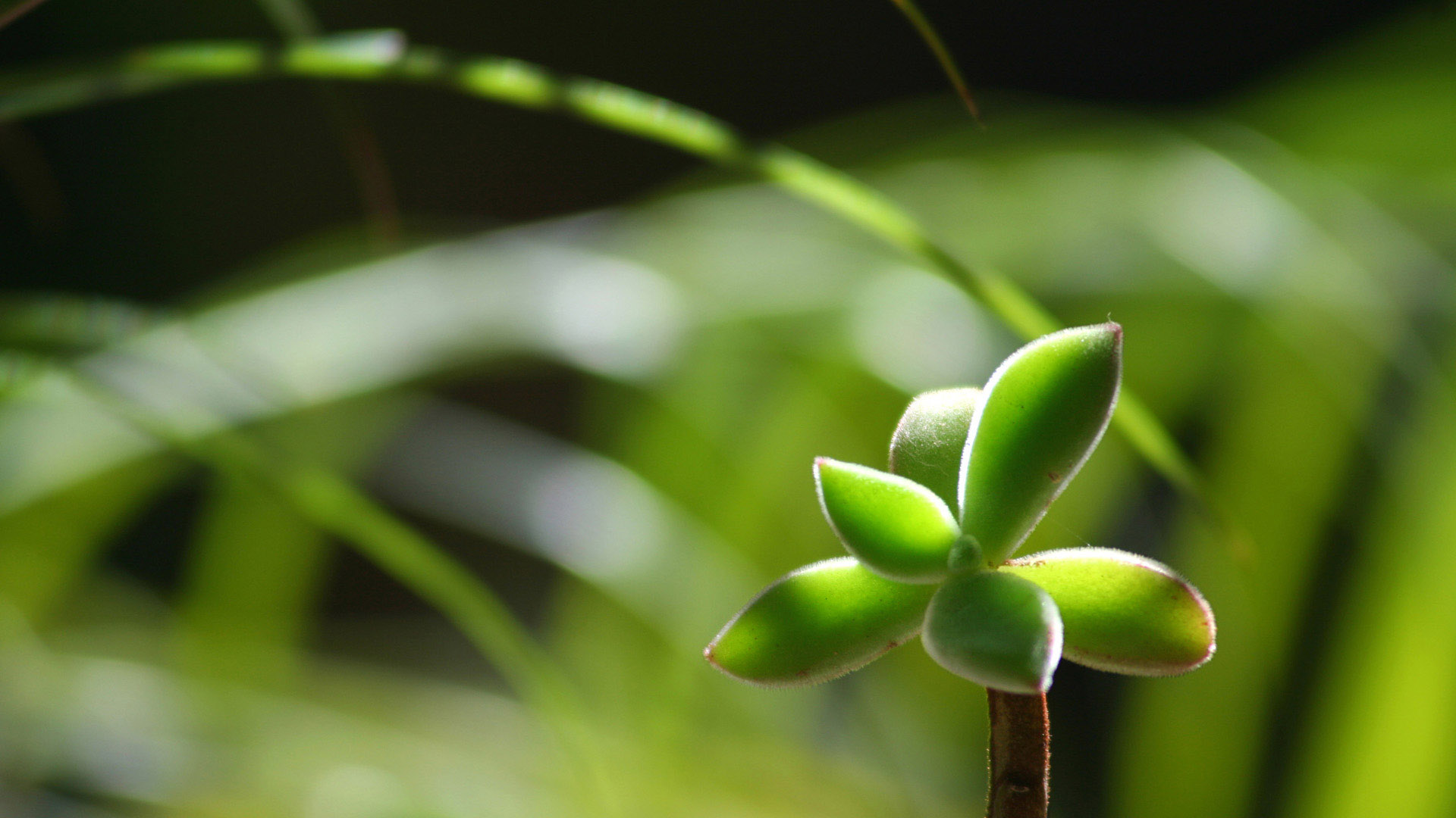 绿色植物桌面背景图片