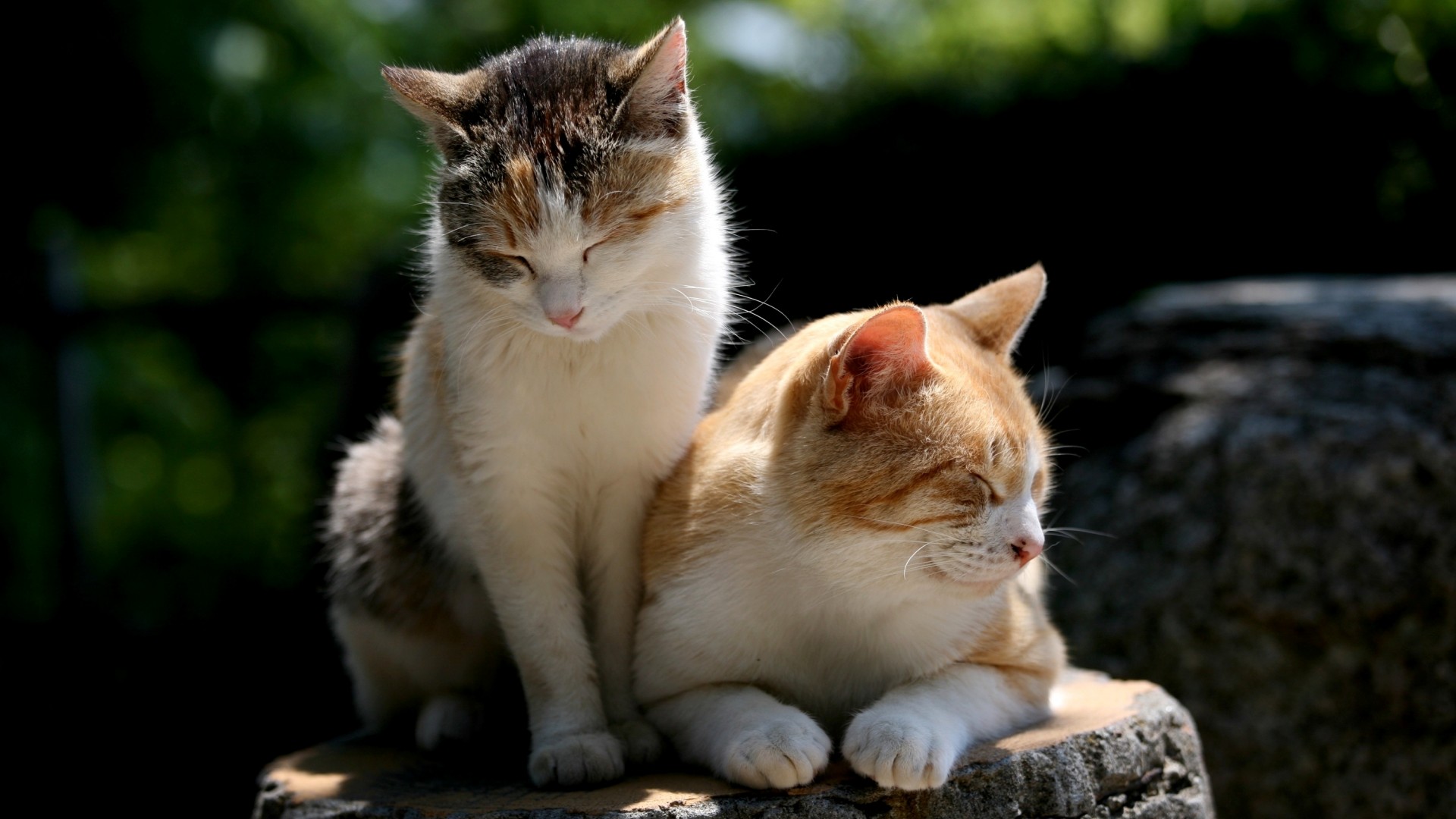 猫猫伴侣，眯眼共度的温馨时光，免费下载精美猫猫壁纸