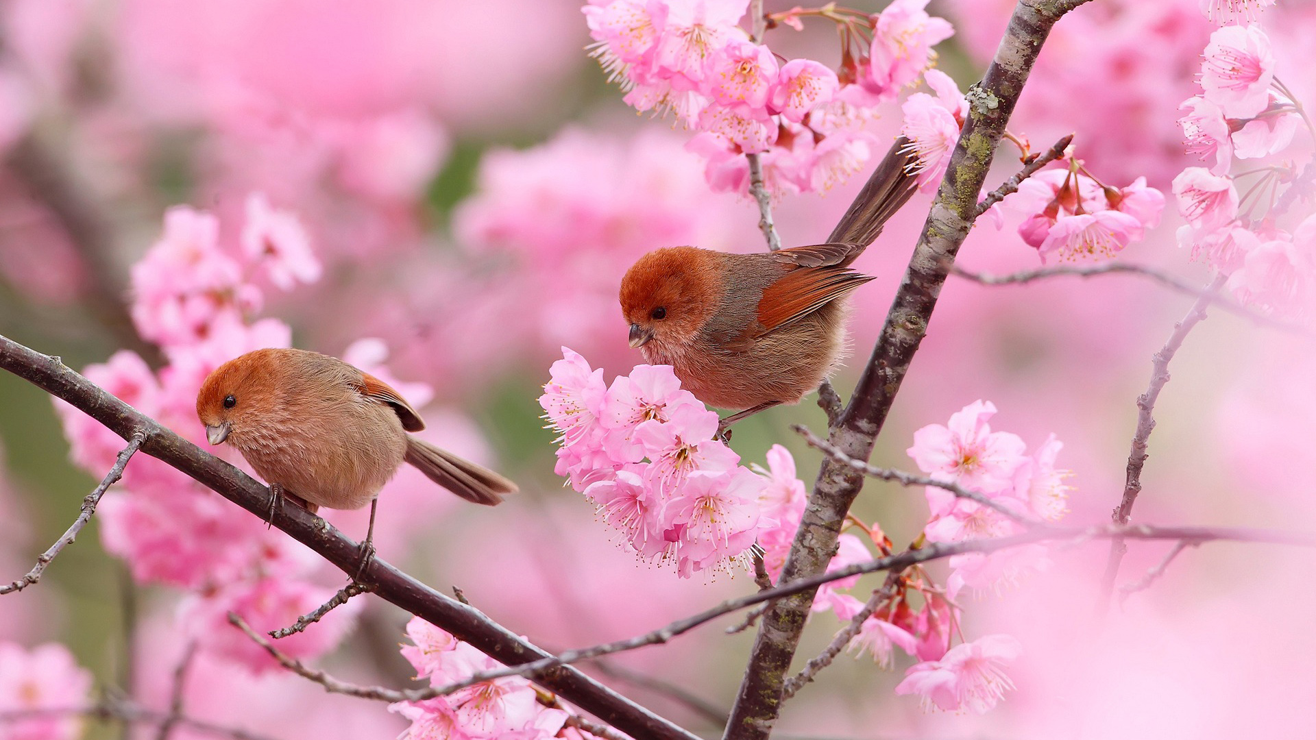 粉色花园中的鸟夫妇，树枝、花朵与动物壁纸免费下载