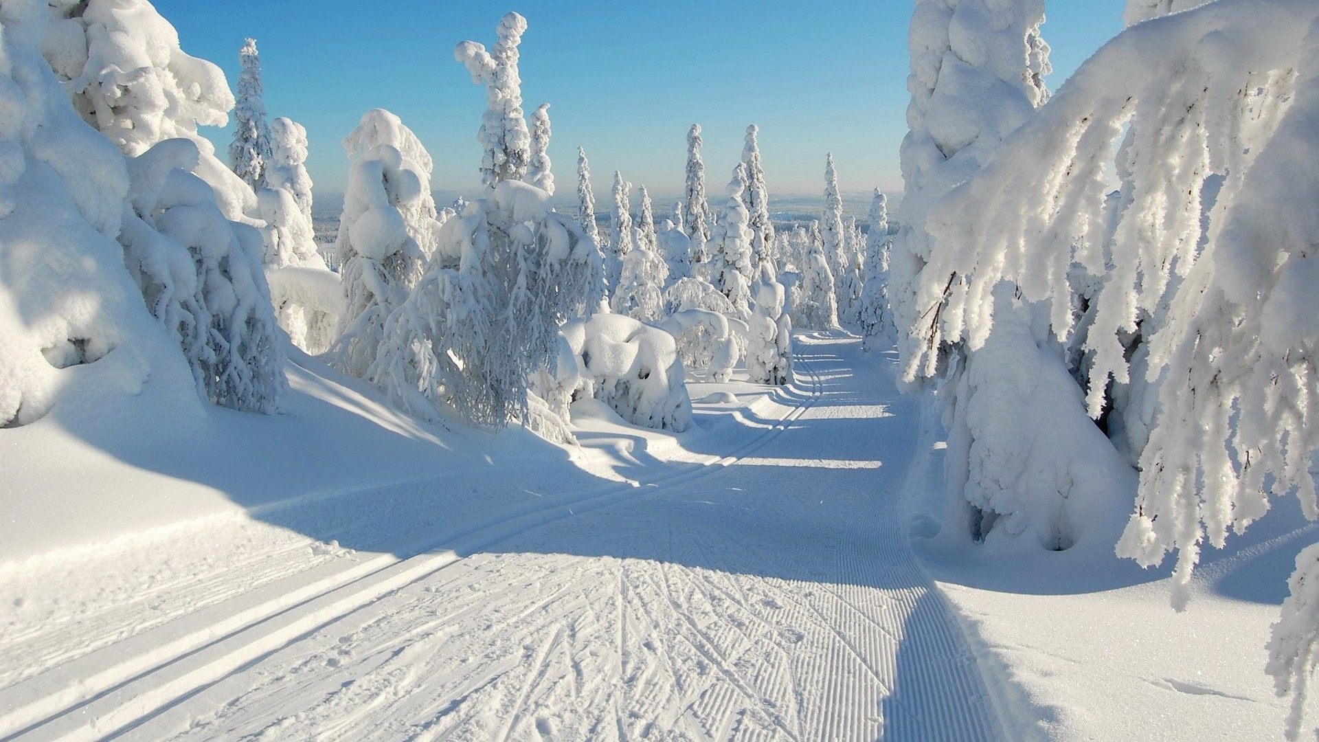 冬日天空下的雪路树林，免费自然风景壁纸下载