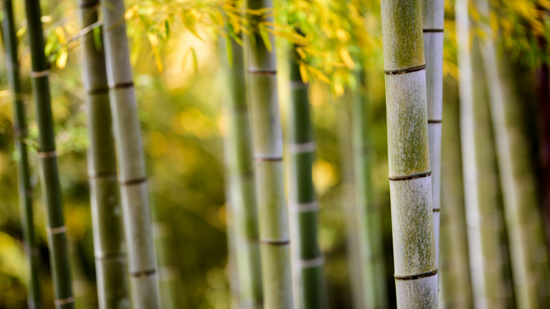 自然之美，清新竹子竹干竹叶，绝美竹林风景桌面壁纸，免费下载！