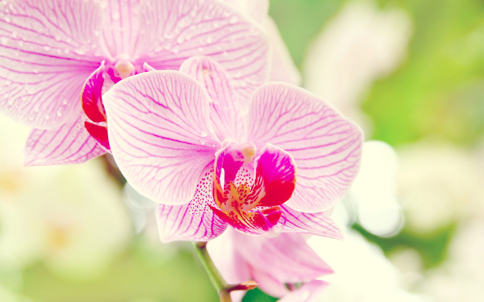 粉色花朵壁纸，精选花卉图案，免费电脑壁纸高清下载